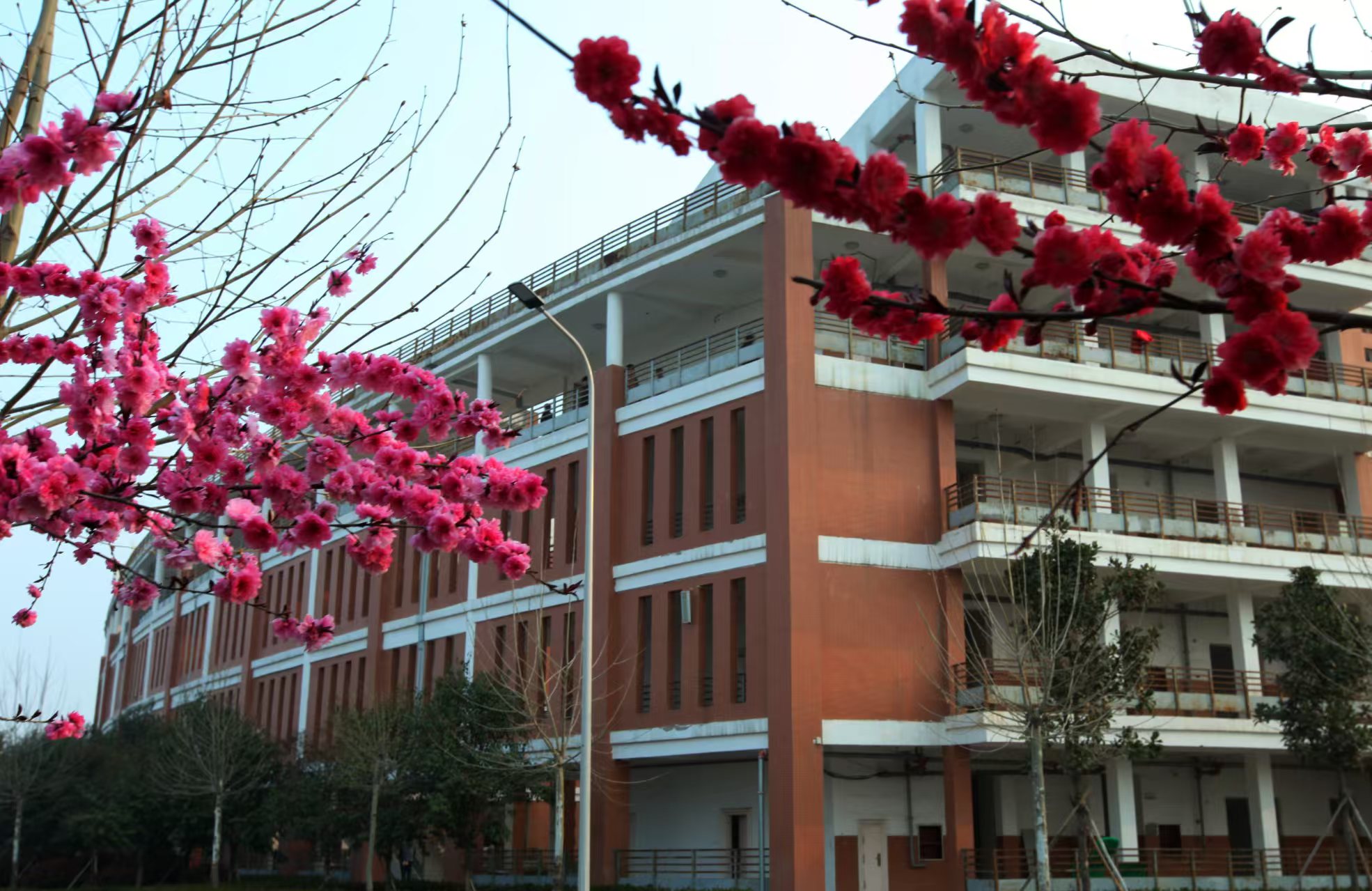 鹿邑县高级中学校教学楼侧景资料图|来源:鹿邑县高级中学校官网