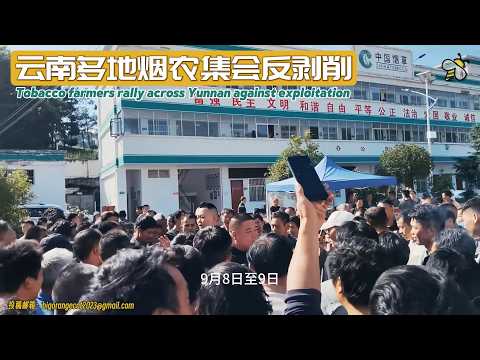 2026年9月,云南烟农因烟叶收购问题集会抗议的现场视频截图|来源:Yesterday / YouTube